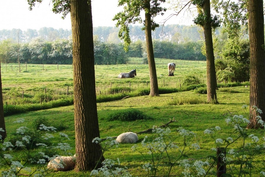 groene omgeving
